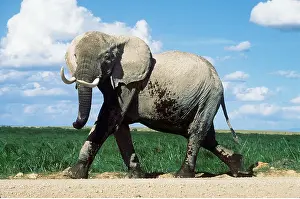 Leadership: AFRICAN ELEPHANT - single, walking