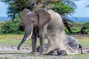Amboseli: African Elephant and sleeping baby dusting in Amboselli