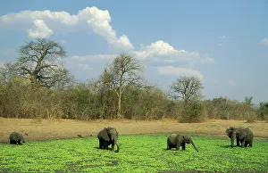 Pistia: African Elephant - Small breeding herd at a waterhole