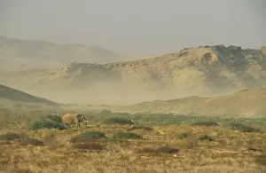 Hoanib: African Elephant - So-called desert elephant