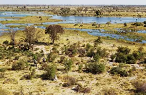 Gomoti: African Elephant and Southern Giraffe (Giraffa camelopardali