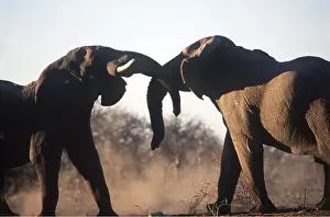 Rungnapa Sasitorn: AFRICAN ELEPHANT - two sparring