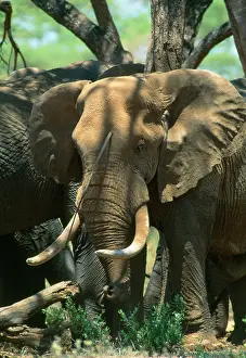 Casualties: African Elephant - speared by Maasai arrow. Spear