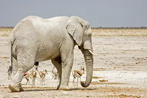 Karl Terblanche: African Elephant - with Springbok in background
