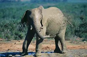 Squirting: African Elephant - squirting mud
