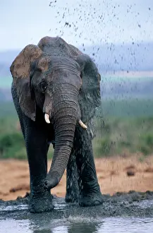 Squirting: AFRICAN ELEPHANT - squirting mud