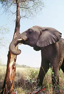 Stripping: African ELEPHANT - stripping bark to eat