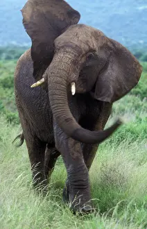Swinging: African Elephant - swinging trunk