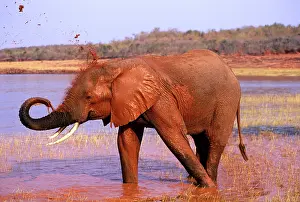Squirting: African Elephant - Taking mud bath