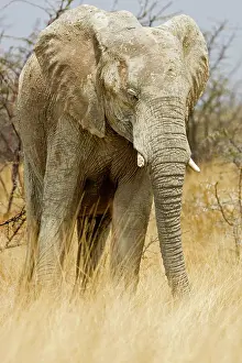 Karl Terblanche: African Elephant - in tall yellow grass