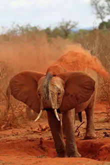 Throwing: African Elephant throwing dust