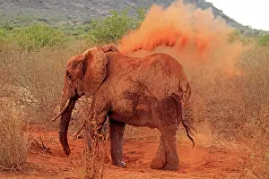 Throwing: African Elephant throwing dust