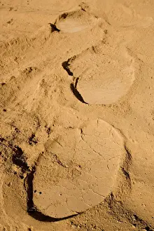 Powdery: African Elephant tracks in soft powdery river sand