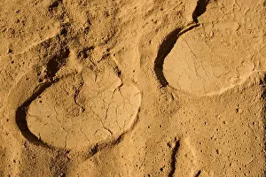Powdery: African Elephant tracks in soft powdery river sand