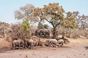Troop: African Elephant - troop at mud wallow with others