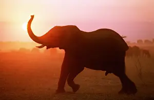Hayden Oake: AFRICAN ELEPHANT - TRUNK UP IN SUNSET