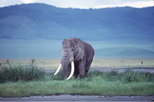 Tusks: African ELEPHANT with tusks