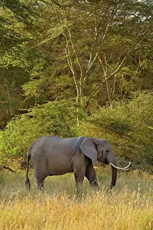 Curved: African Elephant with unusually curved tusksna