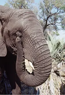 Scratching: AFRICAN ELEPHANT - using trunk to scratch eye