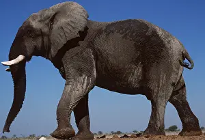 Rungnapa Sasitorn: African ELEPHANT - side view