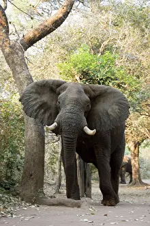 Zambezi: African Elephant - Visit of 2 bulls in the Mvuu
