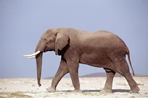 Tusk: African ELEPHANT walking