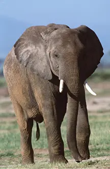 Tusks: AFRICAN ELEPHANT- walking facing