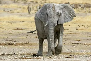 Karl Terblanche: African Elephant - walking head on with zebras