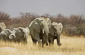 Karl Terblanche: African Elephant - walking through sweet grass