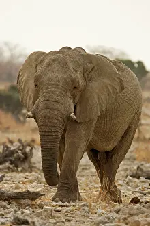 Karl Terblanche: African Elephant - walking through white rocks at water hole