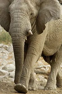 Karl Terblanche: African Elephant - walking through white rocks at water hole