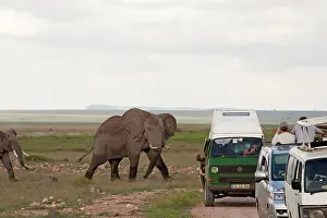 Watched: African Elephant - being watched by tourists in vehicles