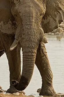 Karl Terblanche: African Elephant - at a water hole