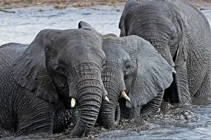 Karl Terblanche: African Elephant - in water pool