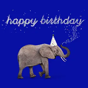 161118: African Elephant, wearing Birthday party hat