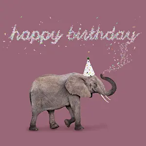 161118: African Elephant, wearing Birthday party hat