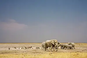 Karl Terblanche: African Elephant - wide angle view at a water hole