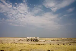 Karl Terblanche: African Elephant - wide angle view at a water hole