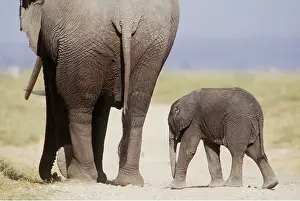 Leadership: AFRICAN ELEPHANT - WITH YOUNG