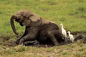 Wallowing: African Elephant young bathing in mud