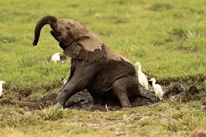 Wallowing: African Elephant young bathing in mud