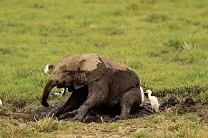 Wallowing: African Elephant young bathing in mud