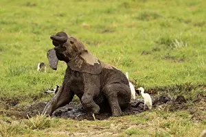 Wallowing: African Elephant young bathing in mud