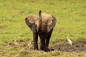 Wallowing: African Elephant young bathing in mud