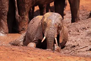 Wallowing: African Elephant young one bathing in mud