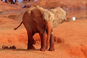 Throwing: African Elephant young one covered with dust
