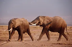 Bulls: AFRICAN ELEPHANT - two young males