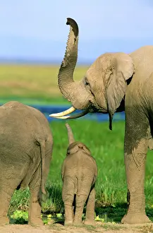 Scents: African Elephant - with young - using trunk to detect scents