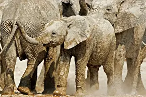 Karl Terblanche: African Elephant - youngster on the move in the