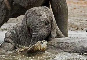 Karl Terblanche: African Elephant - youngster playing in water pool